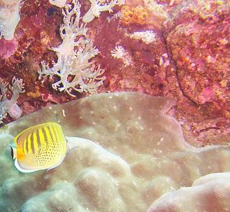 Butterfly Fish c. Lanelli 2007