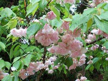 Cherry Blossoms c. Lanelli 2007
