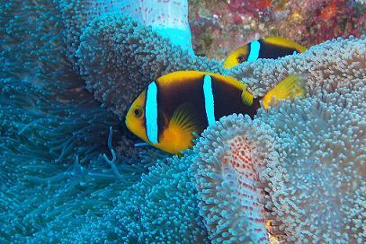 Clownfish in Anemone c. Lanelli 2007