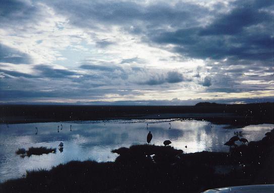 Dawn At The Watering Hole c. Lanelli 2007