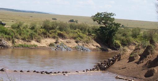  First Wildebeest Attempting The Initial Crossing c. Lanelli 2008