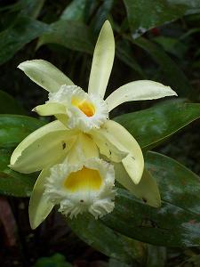 Orchids c. Lanelli 2006