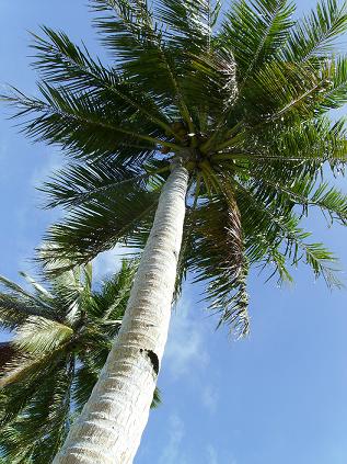  Palm Trees c. Lanelli 2007