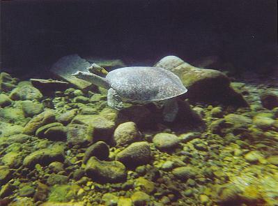Texas Soft Shell Spiny Turtle c. Lanelli 2003